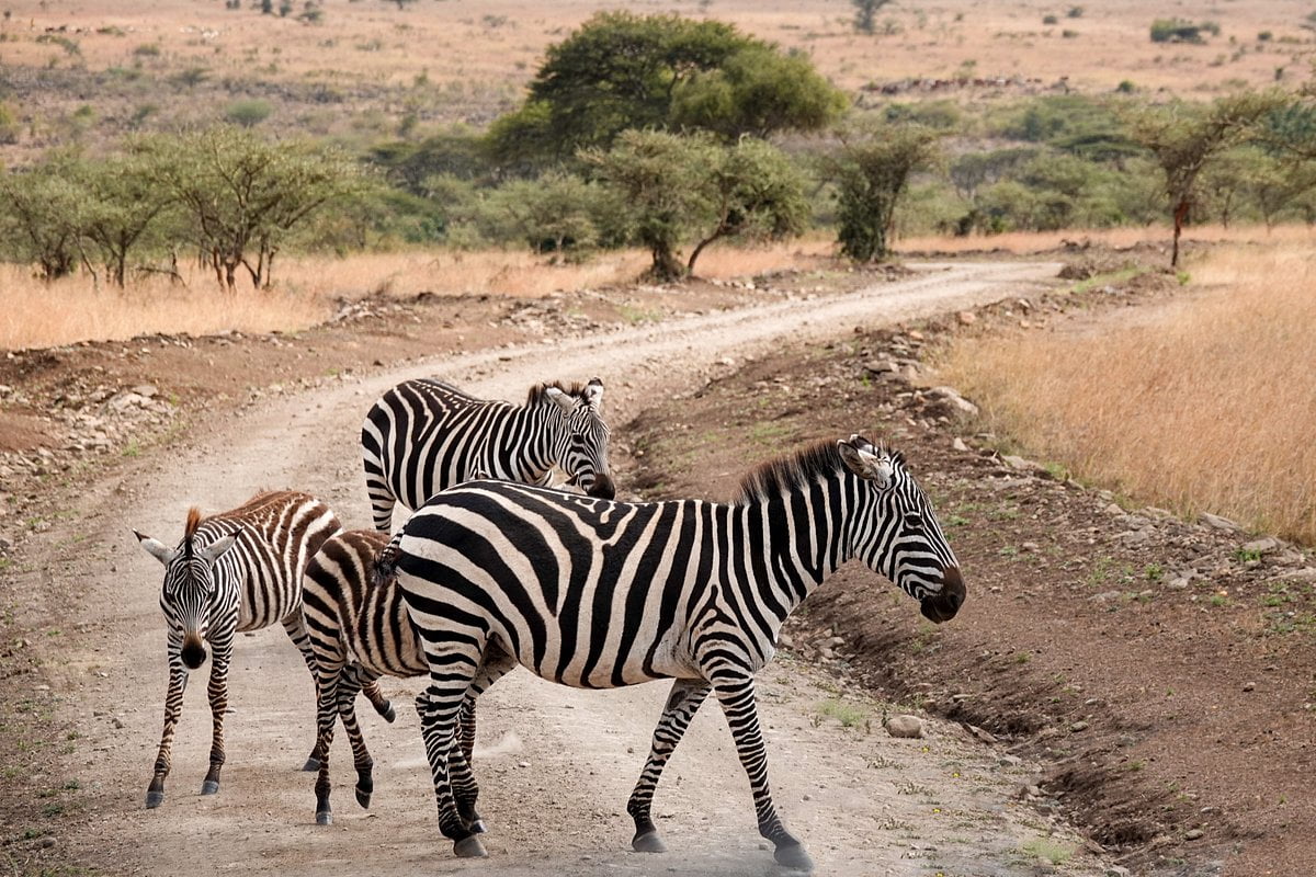 Zebras captured at the Nairobi National Park in Kenya
